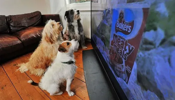 Köpeklerin Televizyon İzleme Alışkanlıkları ve Bilimsel Bulgular